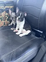 Panda’s M5, a male Frenchton for sale in Priddy, TX – 7 of 9