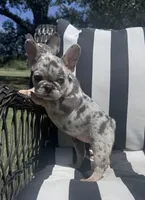 Annie’s 🩷2, a female French Bulldog for sale in Priddy, TX – 2 of 9