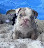 Kay T’s 💜 M1, a male English Bulldog for sale in Priddy, TX – 3 of 10