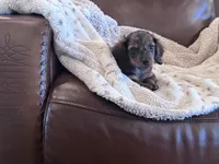 🤎 READY NOW 💙, a male Miniature Dachshund for sale in Priddy, TX – 10 of 10