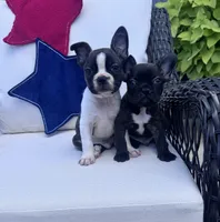 Panda’s M4, a male Frenchton for sale in Priddy, TX – 4 of 10