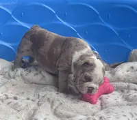 Kay T’s 🩷 F3, a female English Bulldog for sale in Priddy, TX – 4 of 6