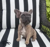 Jewels F1, a female French Bulldog for sale in Priddy, TX – 2 of 6