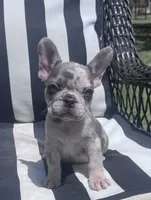 Annie’s 💞3, a female French Bulldog for sale in Priddy, TX – 3 of 8
