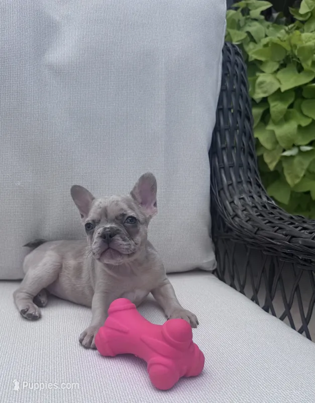 Poppy’s 💜 girl – French Bulldog puppy for sale in Priddy, TX