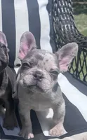 Annie’s 💞3, a female French Bulldog for sale in Priddy, TX – 2 of 8