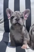 Annie’s 🩷2, a female French Bulldog for sale in Priddy, TX – 3 of 9