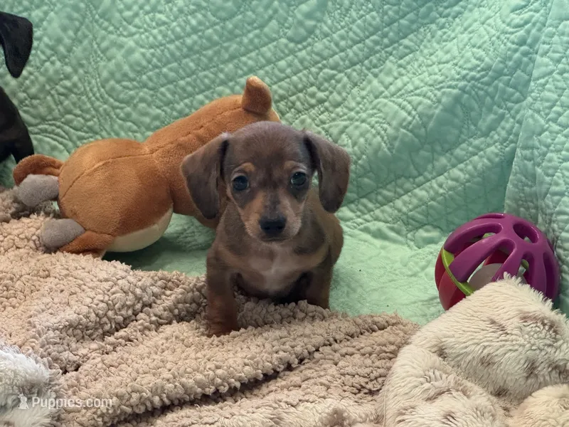 Cookie’s 💙 – Miniature Dachshund puppy for sale in Priddy, TX