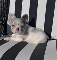Indi’s M1, a male French Bulldog for sale in Priddy, TX – 9 of 10