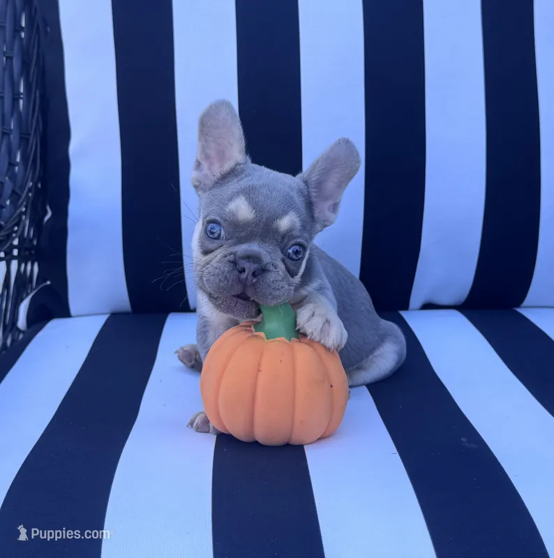 Pfeiffer’s M2 💜 – French Bulldog puppy for sale in Priddy, TX