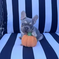 Pfeiffer’s M2 💜, a male French Bulldog for sale in Priddy, TX – 5 of 6