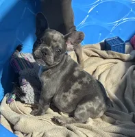 Jewel’s M1, a male French Bulldog for sale in Priddy, TX – 7 of 9