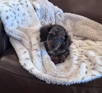 🤎 READY NOW 💙, a male Miniature Dachshund for sale in Priddy, TX – 7 of 10
