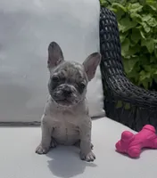 Poppy’s 🩵 girl, a female French Bulldog for sale in Priddy, TX – 7 of 10