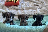 Cookie’s 💙, a male Miniature Dachshund for sale in Priddy, TX – 2 of 7
