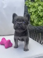 Poppy’s 💙🤎🩷, a female French Bulldog for sale in Priddy, TX – 2 of 10