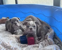 Kay T’s M5, a male English Bulldog for sale in Priddy, TX – 5 of 5