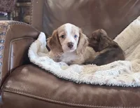💛 Ready 💙, a male Miniature Dachshund for sale in Priddy, TX – 5 of 8