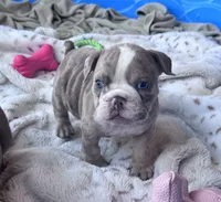 Kay T’s 🩷 F1, a female English Bulldog for sale in Priddy, TX – 7 of 10