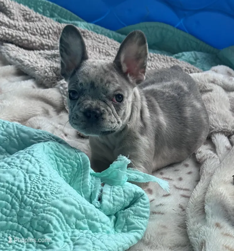 Lola’s 🩶💙 2 – French Bulldog puppy for sale in Priddy, TX