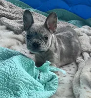Lola’s 🩶💙 2, a male French Bulldog for sale in Priddy, TX – Photo 1 of 6