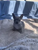 Lola’s 🩶💙 2, a male French Bulldog for sale in Priddy, TX – Photo 6 of 6