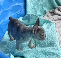 Lola’s 🩶💙 2, a male French Bulldog for sale in Priddy, TX – Photo 3 of 6