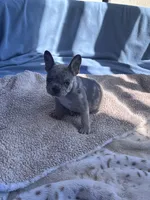 Lola’s 🩶💙 2, a male French Bulldog for sale in Priddy, TX – Photo 5 of 6