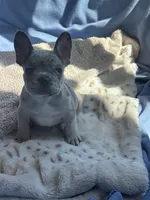 Lola’s 🩶💙 2, a male French Bulldog for sale in Priddy, TX – Photo 4 of 6