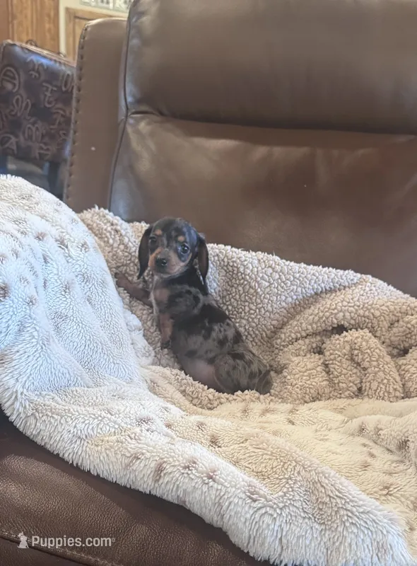 🩷 Ready now 🖤 – Miniature Dachshund puppy for sale in Priddy, TX