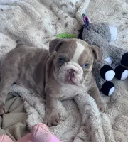 Kay T’s 🩷 F1, a female English Bulldog for sale in Priddy, TX – 3 of 10