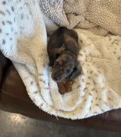 🤎 READY NOW 💙, a male Miniature Dachshund for sale in Priddy, TX – 6 of 10