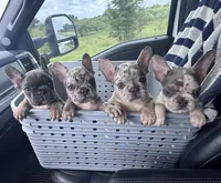 Annie’s 🩷2, a female French Bulldog for sale in Priddy, TX – 9 of 9