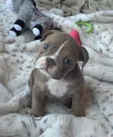 Kay T’s 🩷 F2, a female English Bulldog for sale in Priddy, TX – 5 of 9