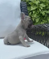 Poppy’s 💜 fawn, a female French Bulldog for sale in Priddy, TX – 3 of 10