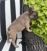 Jewels F1, a female French Bulldog for sale in Priddy, TX – 3 of 6