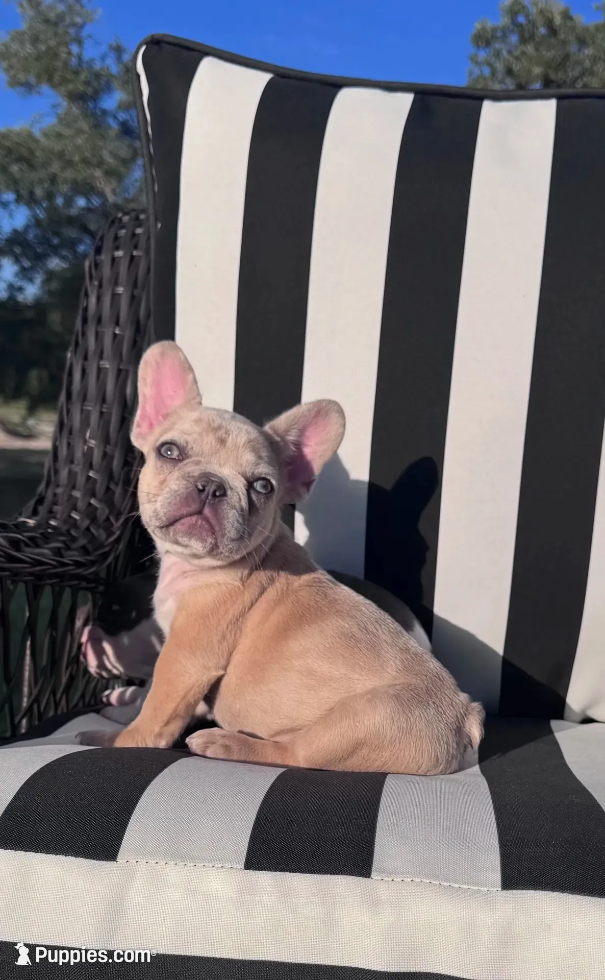 Indi’s M3, a male French Bulldog for sale in Priddy, TX – 1 of 10