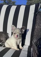 Indi’s M1, a male French Bulldog for sale in Priddy, TX – 5 of 10