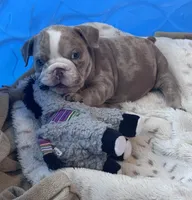 Kay T’s 🩷 F1, a female English Bulldog for sale in Priddy, TX – 4 of 10