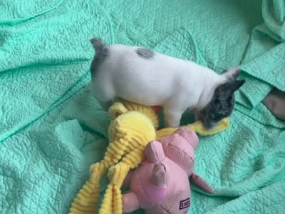 Cruella’s F 💗, a female French Bulldog for sale in Priddy, TX – 6 of 6
