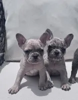 Poppy’s 💜 girl, a female French Bulldog for sale in Priddy, TX – 2 of 8
