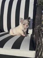 Indi’s M1, a male French Bulldog for sale in Priddy, TX – 10 of 10