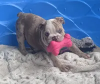 Kay T’s 🩷 F3, a female English Bulldog for sale in Priddy, TX – 6 of 6
