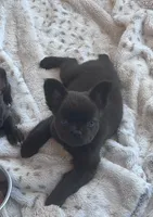 Cruella’s 🤎 , a male French Bulldog for sale in Priddy, TX – 2 of 6