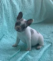 Cruella’s F 💗, a female French Bulldog for sale in Priddy, TX – 5 of 6