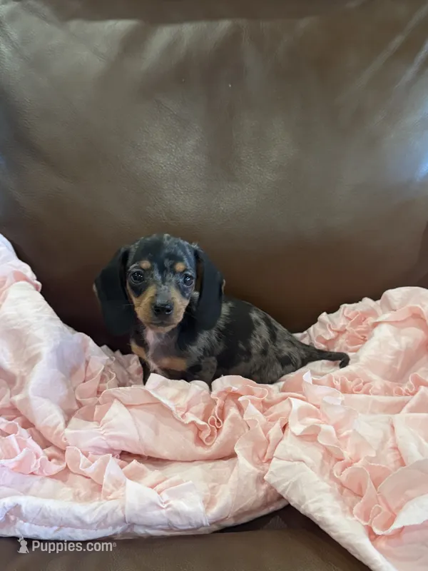 🩷 Ready now 🖤 – Miniature Dachshund puppy for sale in Priddy, TX