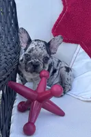 Panda’s M2 🖤, a male Frenchton for sale in Priddy, TX – 3 of 5