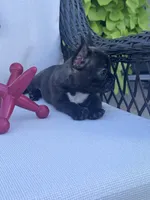 Panda’s M4, a male Frenchton for sale in Priddy, TX – 6 of 10