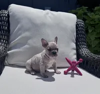 Poppy’s 💙, a male French Bulldog for sale in Priddy, TX – 2 of 7