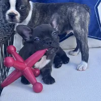 Panda’s M4, a male Frenchton for sale in Priddy, TX – 2 of 10